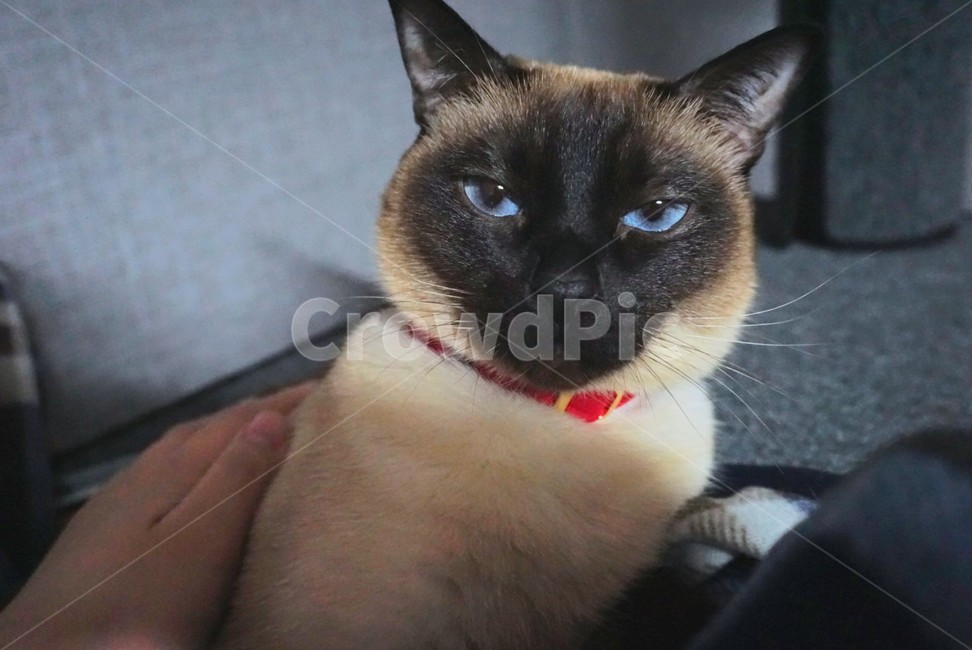 고양이,cat,pet,동물,반려묘,귀어운