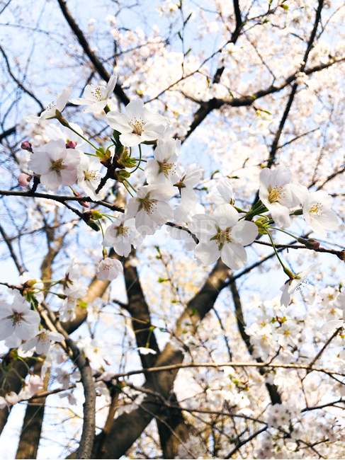 벚꽃,봄꽃,꽃,봄,벚나무,나무,자연,계절,blossom,spring,flower,plant,nature,season,식물,자연,plants,nature,꽃,flower