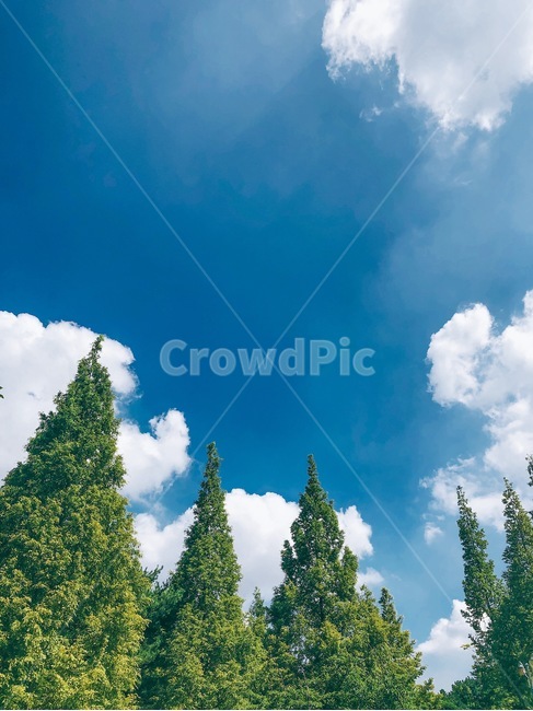 하늘,구름,나무,자연,공원,여름,자연,풍경,nature,landscape,tree,plant,식물,fir,전나무