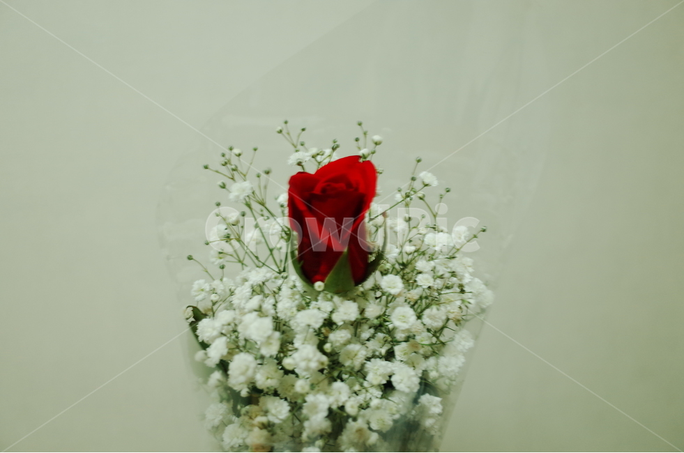 꽃,장미꽃,꽃다발,기념일,안개꽃,식물,자연,plants,nature,꽃,flower,기념일,축하,anniversary,congratulation,celebrate,celebration