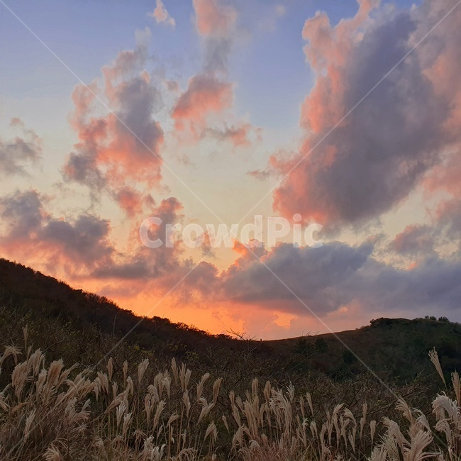 억새,노을,하늘,구름,해질녘,저녁하늘,자연,식물,석양,sunset,sky,가을,계절,fall,autumn,season