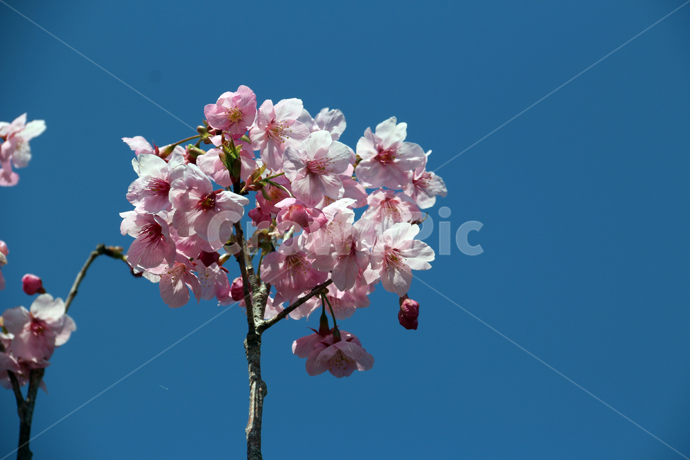 일본,가고시마,벚꽃,개화기,사쿠라,봄,봄,계절,spring,season,식물,자연,plants,nature,꽃,flower,plant,blossom