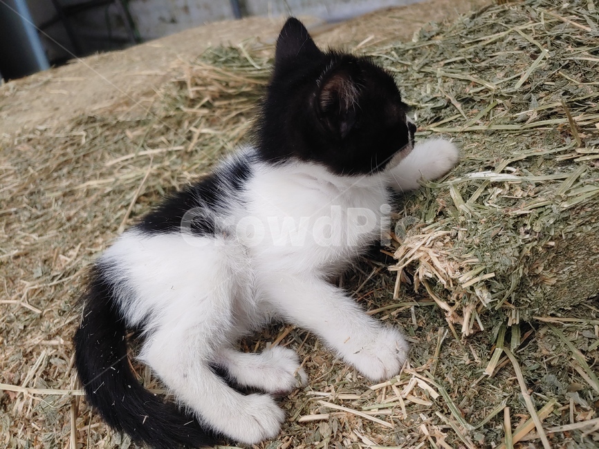 pet,포유류,cat,고양이,animal,동물,길고양이,냥이,길냥이,아기고양이,아기길냥이,새끼고양이