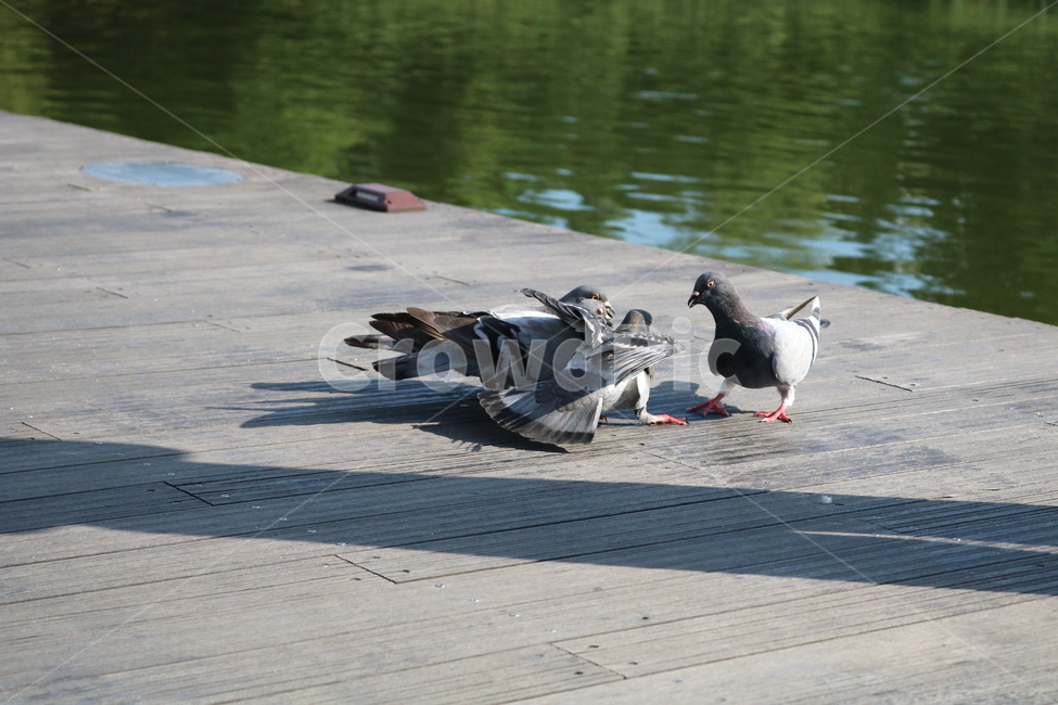 비둘기,새,조류,공원,자연,동물,동물,animal,조류,새,birds