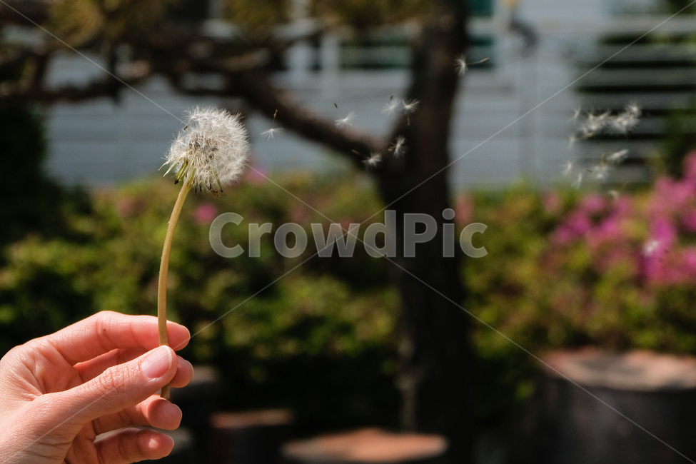 민들레,봄꽃,홀씨,배경,dandelion,spring,flower,landscape,background,바람