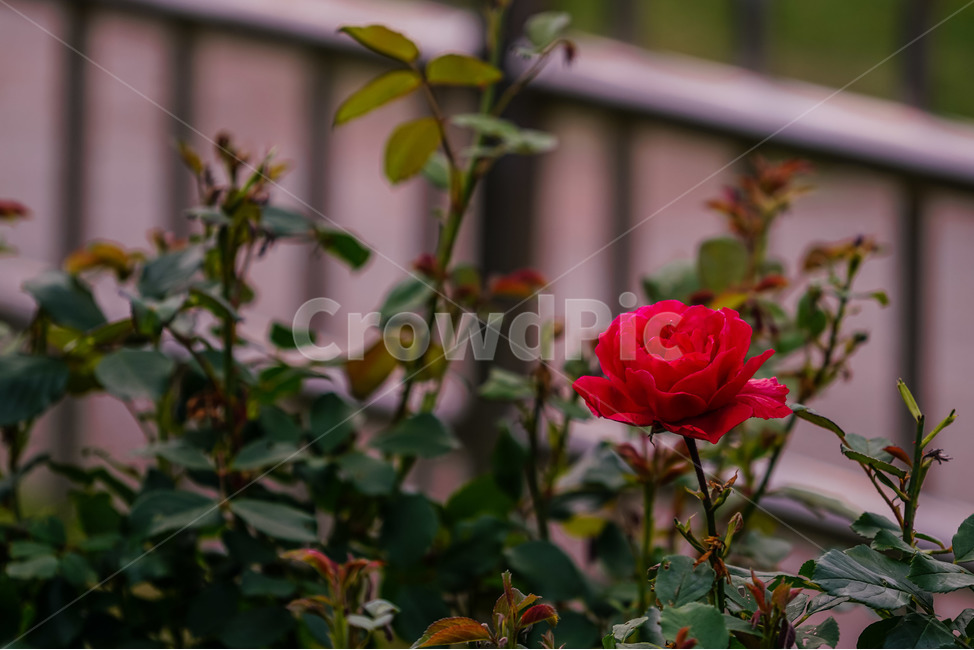 장미,5월의여왕,빨강,붉은장미,장미공원,대구,red,rose,roses,두류공원,이곡장미공원,꽃,봄,여름,식물,자연,plants,nature,꽃,flower