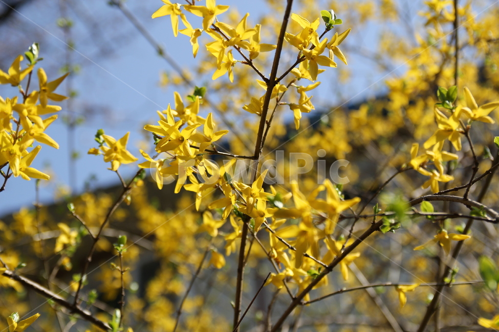 봄꽃,나무,식물,flower,blossom,꽃,개나리,노란색