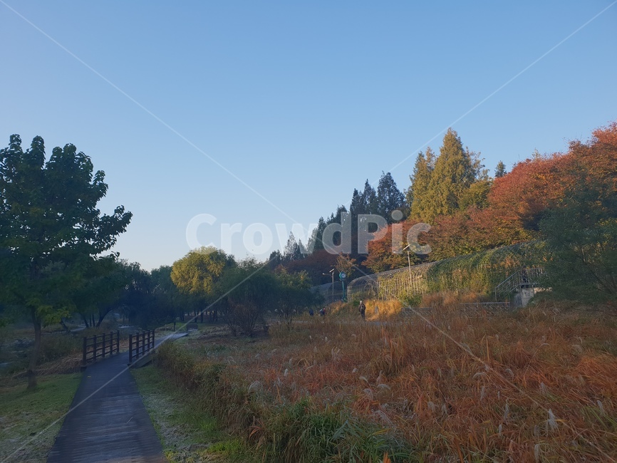 숲,산책,길,자연,나무,힐링,산책로,나무계단,가을,계절,fall,autumn,season,tree,plant,식물,fir,전나무