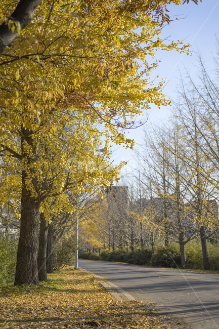 은행나무,은행나무길,노란단풍,가을,가을단풍,가을,계절,fall,autumn,season,tree,나무,plant,식물,tree trunk,나무 줄기