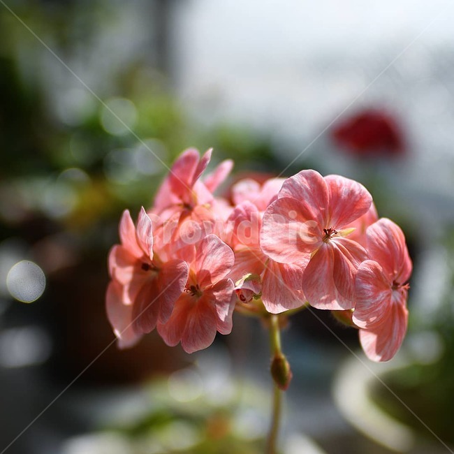 봄꽃,제라늄,핑크,pink,예쁜꽃,봄,계절,spring,season,식물,자연,plants,nature,꽃,flower,감성,sensible,feeling,blossom,geranium,plant