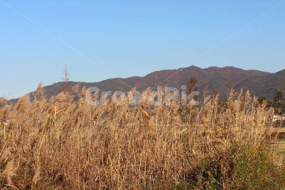 plant,식물,grass,잔디,억새,들꽃,자연