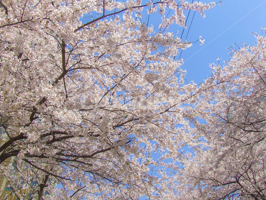 봄,벚꽃,풍경,계절,벚꽃나무,꽃놀이,꽃,나무,식물,자연,plants,nature,trees,cherryblossom,season,flowers