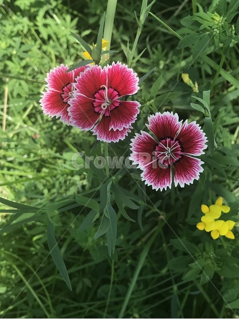 패랭이꽃,꽃,식물,자연,flower,pink,식물,자연,plants,nature,꽃,flower