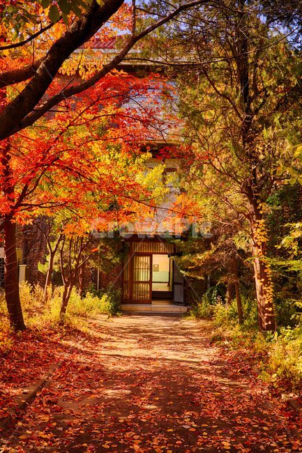 나무,tree,식물,단풍,maple,가을,풍경,가을,계절,fall,autumn,season,자연,풍경,nature,landscape