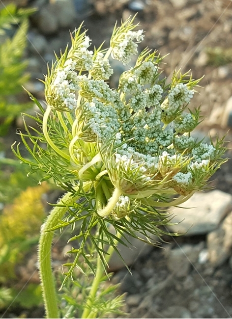 식물,당근꽃,신비,자연,연두색,텃밭,여름,식물,자연,plants,nature,꽃,flower