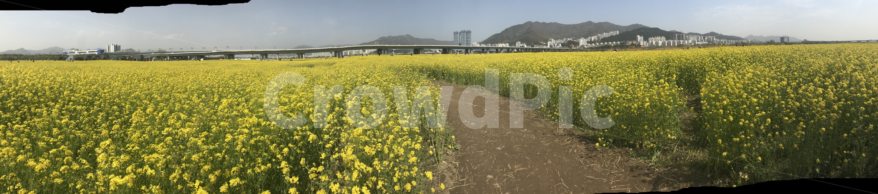 유채,유채꽃밭,유채꽃,자연,꽃,도시,자연,풍경,nature,landscape,field,들,outdoors,옥외,grassland,목초지,meadow,farm,농장,rural,농촌