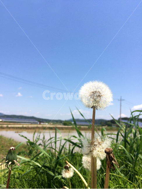 민들레홀씨,민들레,국화과,풍경,야생화,식물,자연,plants,nature,꽃,flower