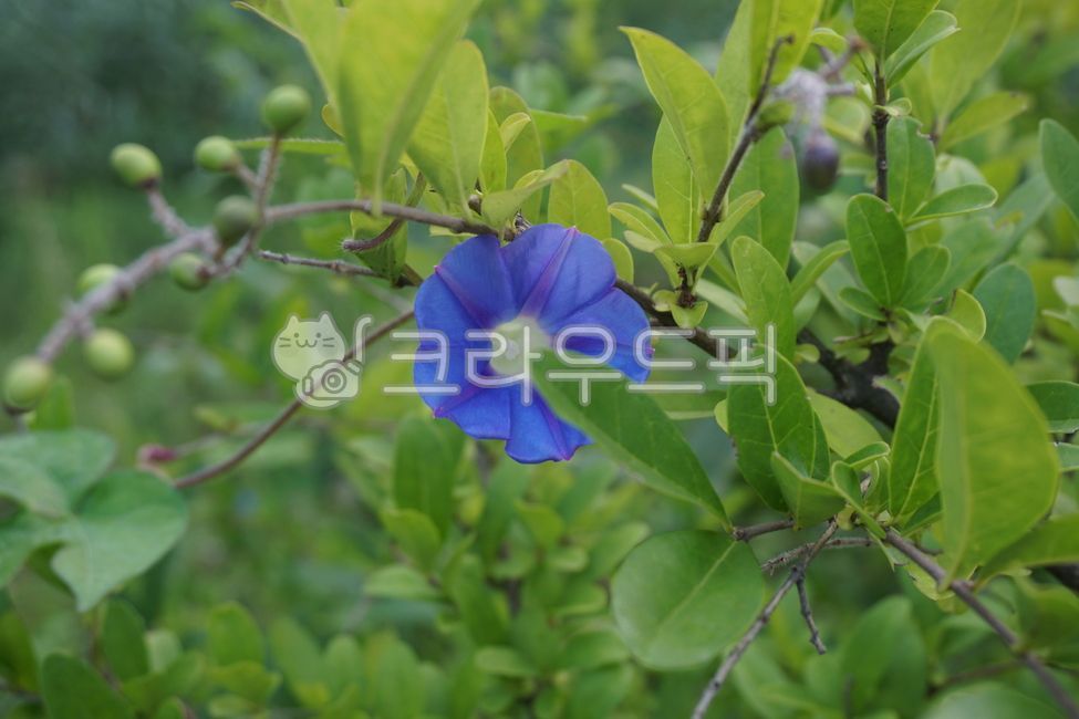 acanthaceae,꽃,나팔꽃,파란색나팔꽃,메꽃