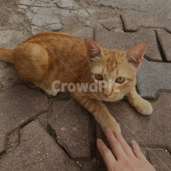 고양이,길고양이,동물,cat,캣