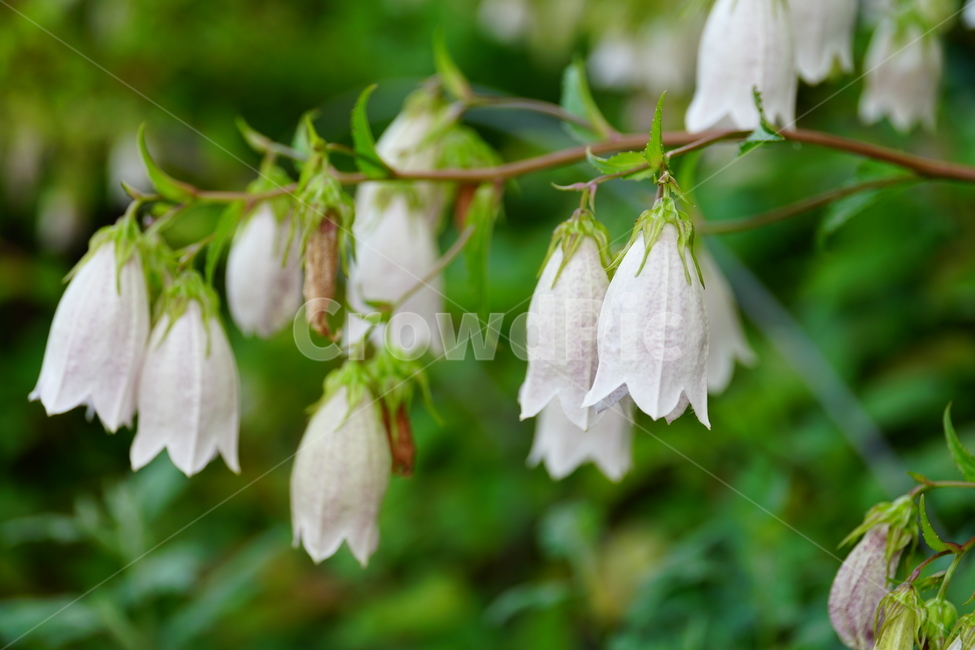 초롱꽃,식물,자연,플라워,flower,plants,nature,campanulapunctata,bellflower,6월,여름꽃,개화,만개