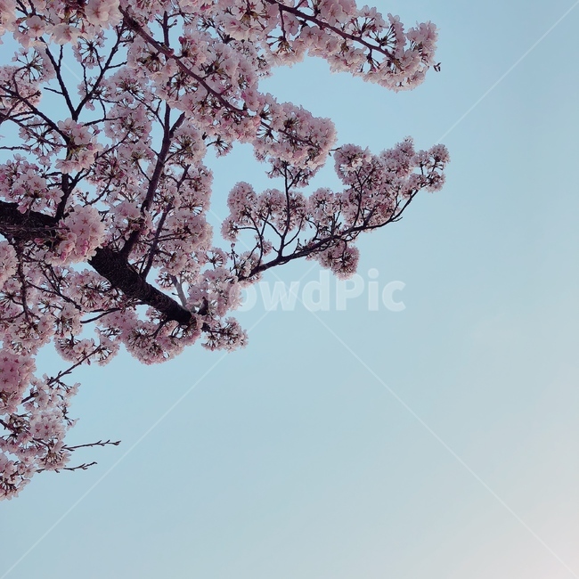 봄,꽃,봄풍경,벚꽃,벚꽃사진,풍경사진,하늘,감성사진,봄,계절,spring,season,식물,자연,plants,nature,꽃,flower,plant,blossom,cherry blossom