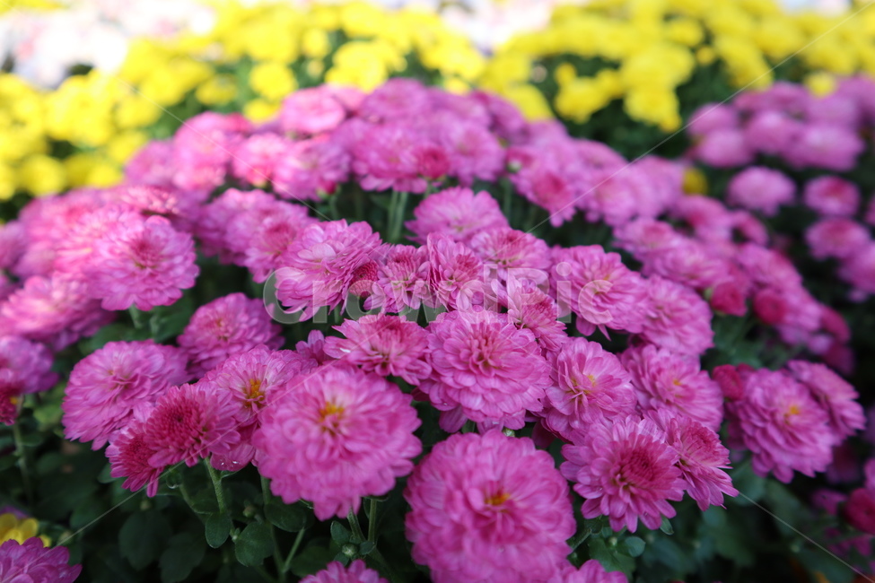 식물,flower,꽃,plant,blossom,pink,국화,접사,분홍꽃,이쁜꽃,식물,자연,plants,nature,꽃,flower