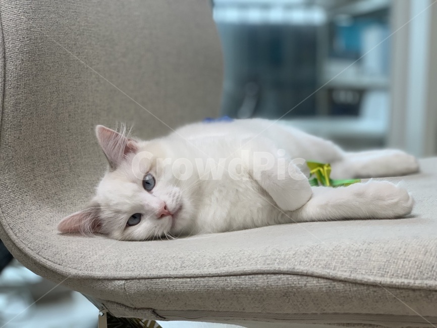 랙돌냥이,아기냥,아깽이,포유류,pet,고양이,animal,동물,cat,랙돌,ragdoll,동물,animal,포유류,mammal,고양이,cat,kitten,kitty