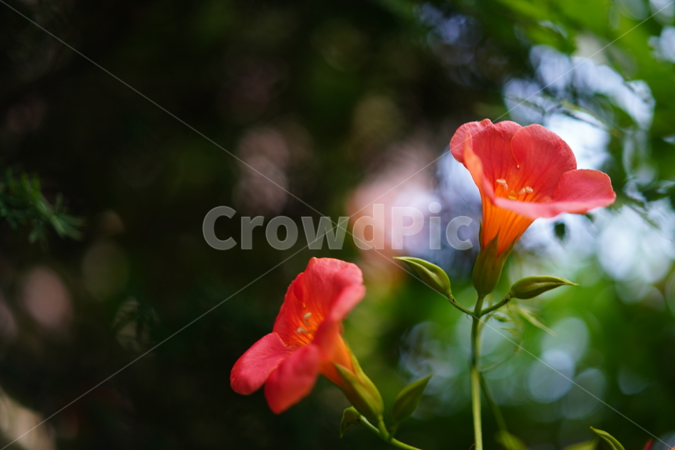 능소화,꽃,플라워,색감,주황,식물,생물,생명,flower,컬러