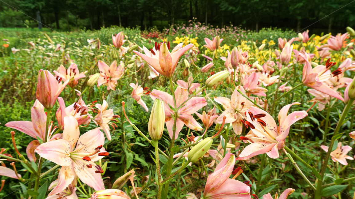 식물,접사,꽃,자연,녹색,힐링,신선함,season,plantsnature,flower,sensiblefeeling,색깔,색상,색채,색감,colorsense,colorsensitivity,feelingofcolor,감성,평온함