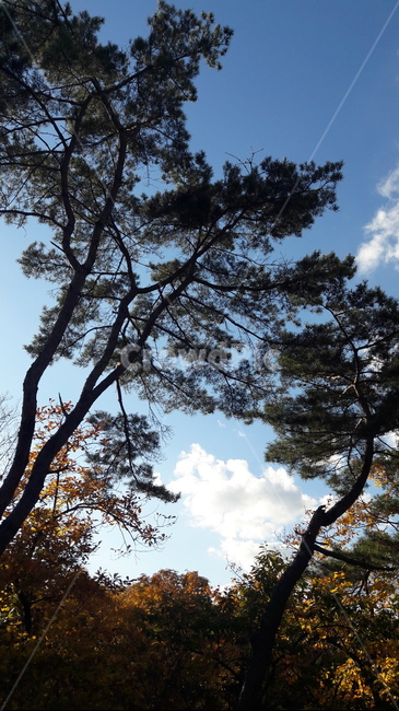 가을,단풍,나무,하늘,아름다움,가을,계절,fall,autumn,season,tree,plant,식물,tree trunk,나무 줄기