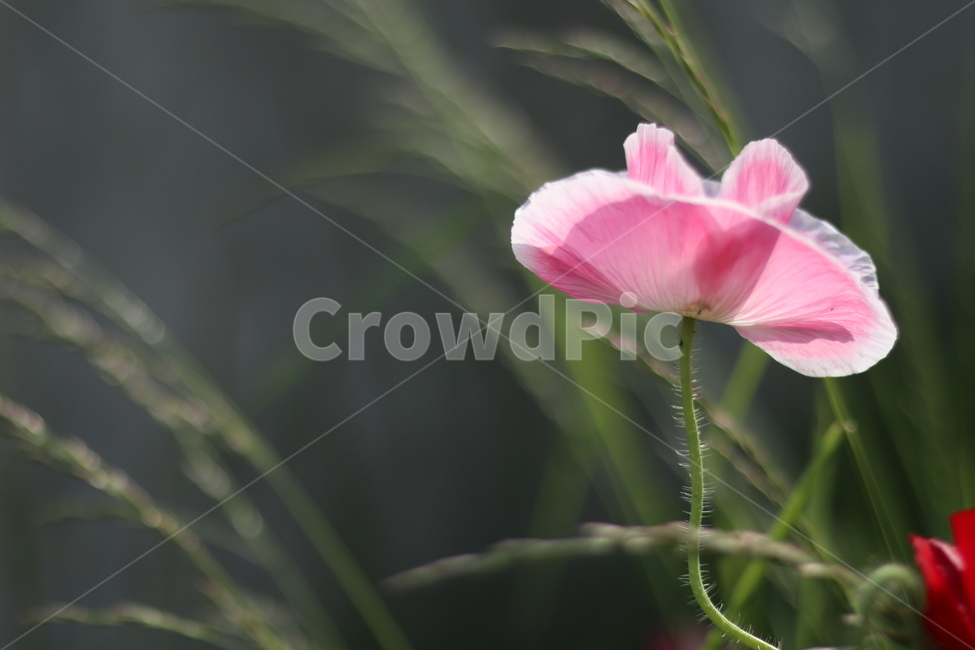 양귀비,빛,화려함,강렬함,고귀함,식물,자연,plants,nature,꽃,flower