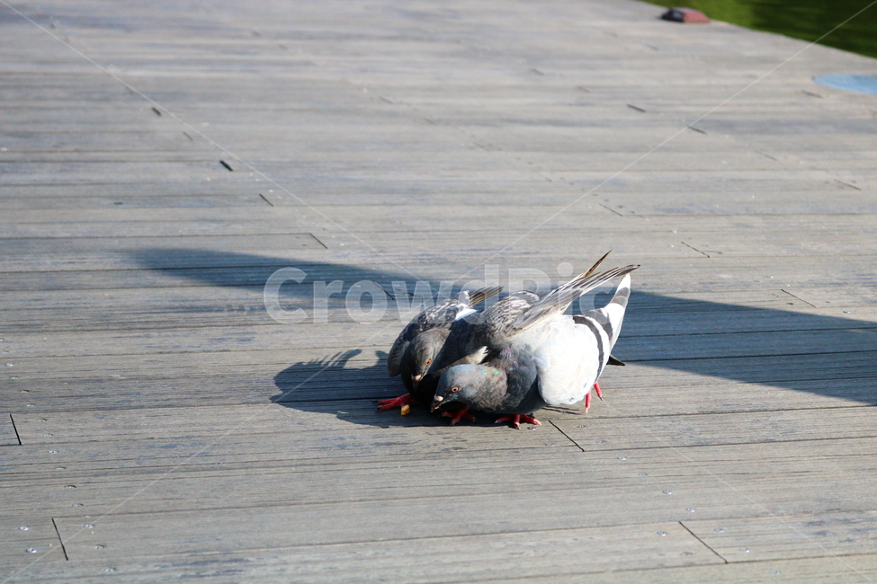 비둘기,새,조류,공원,자연,동물,동물,animal,조류,새,birds