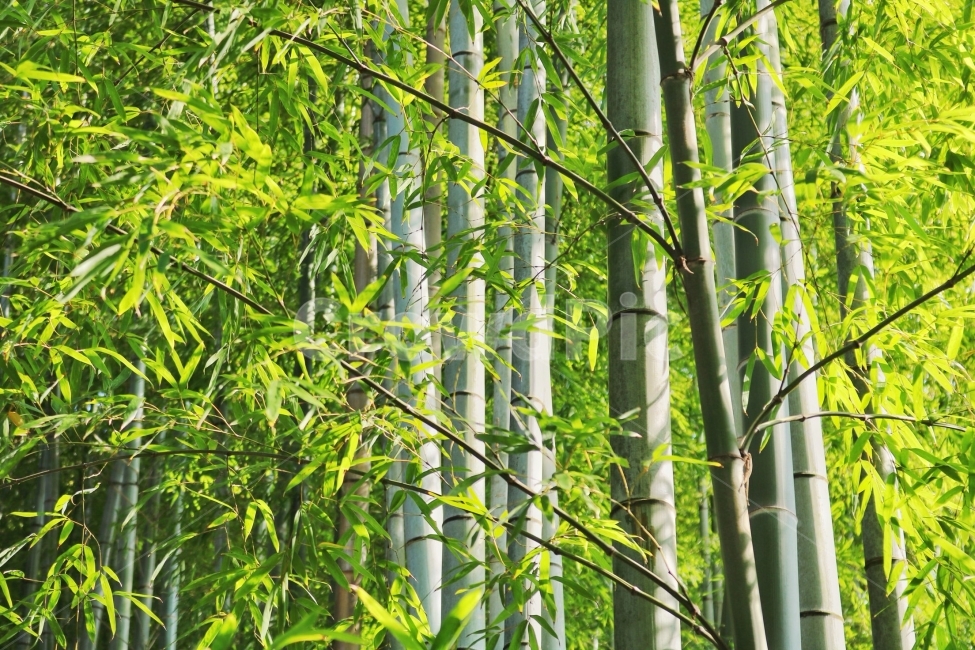 대나무,Travel,시원함,초록초록,힐링,식물,자연,plants,nature,나무,trees,wood,휴식,힐링,rest,relaxation,healing