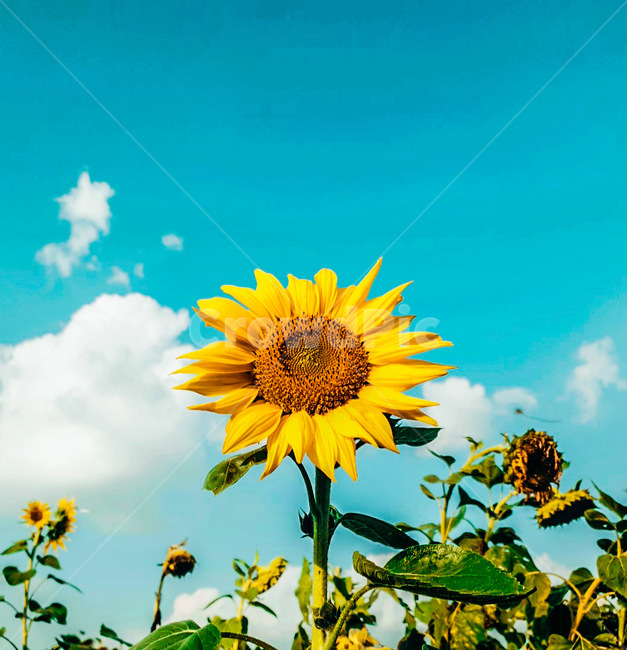 식물,꽃,해바라기,풍경,하늘,여름,계절,summer,season,식물,자연,plants,nature,꽃,flower,plant