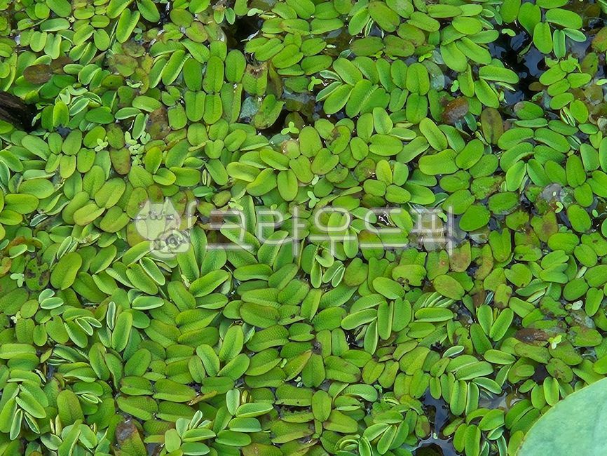 floatingwatermoss,생이가래,개구리밥,연못,식물,plant,초록색