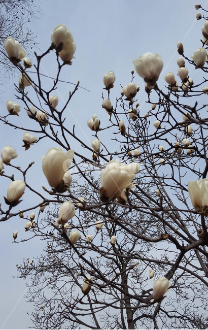 꽃,식물,근접,봄,flower