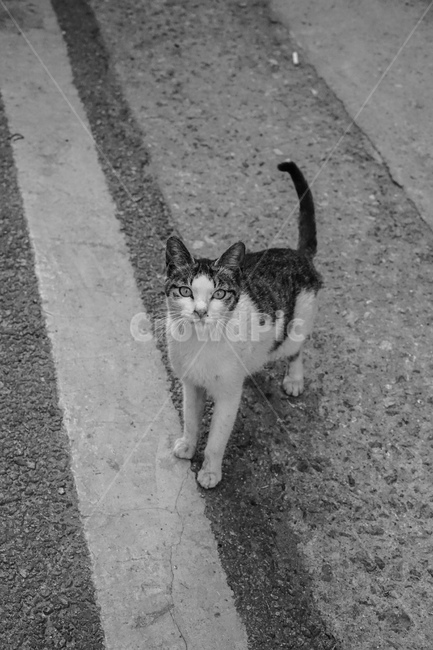 길고양이,고양이,흑백,cat,길냥이,동물,동물,animal,포유류,mammal,고양이,cat,kitten,kitty,흑백,모노톤,monochrome,black and white