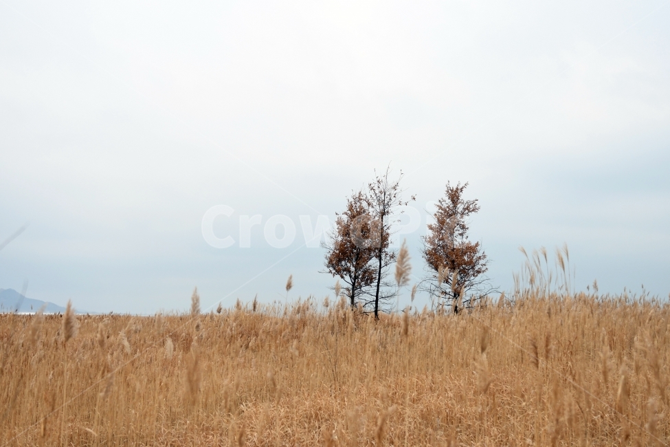 갈대,갈대밭,우음도,겨울갈대,길,풍경,강아지풀,겨울,계절,winter,season,자연,풍경,nature,landscape,한국자연풍경,한국자연경관,korea nature landscape,grassland,목초지,field,들,outdoors,옥외,savanna,대초원