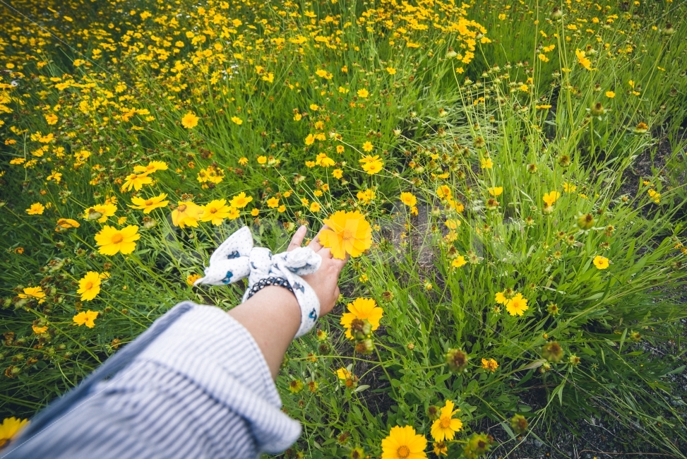 감성,꽃반지,여름꽃,백그라운드,아름다운,금계국,노랑,꽃길,식물,자연,plants,nature,꽃,flower,사람,인물,인간,human,person
