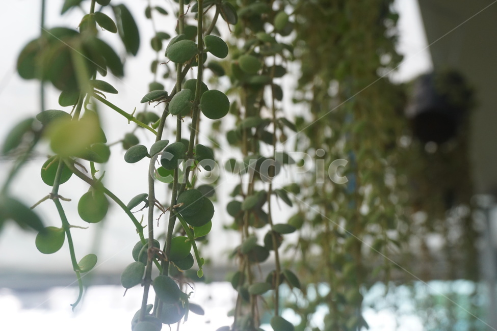 자연,nature,초록,green,식물,버튼디시디아,plants,flower,day,꽃,디시디아버튼,디시디아