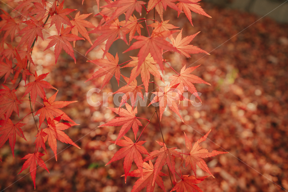 단풍,붉은,빨간,가을,나무,낙옆,잎,나뭇잎,가을,계절,fall,autumn,season,식물,자연,plants,nature,leaf,plant,tree,maple