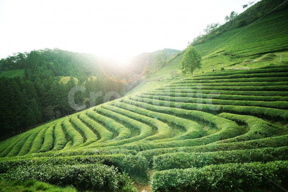 보성,녹차밭,녹차,하늘,구름,빛,녹색,언덕,풍경,자연,풍경,nature,landscape,휴식,힐링,rest,relaxation,healing,outdoors,옥외