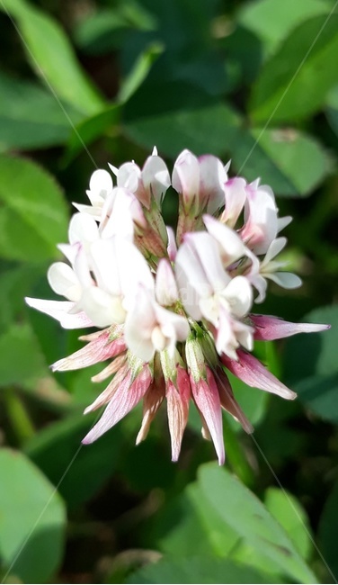 꽃,네잎클로버,토끼풀,토끼풀꽃,꽃술