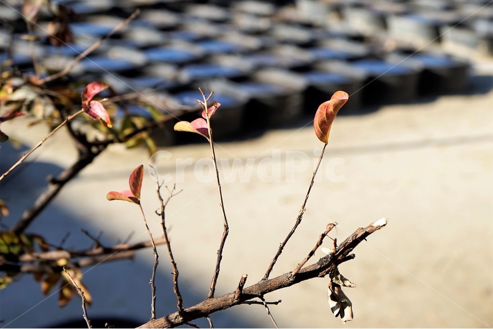 겨울,잎,가지,나무,식물,식물,자연,plants,nature