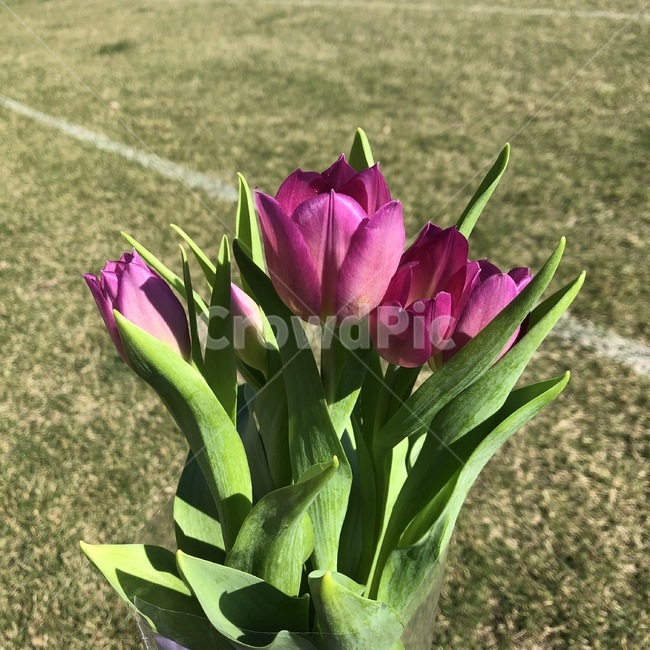 튤립,꽃,flower,밝은,예쁜꽃,화사한,분홍색,tulip,식물,자연,plants,nature,꽃,flower