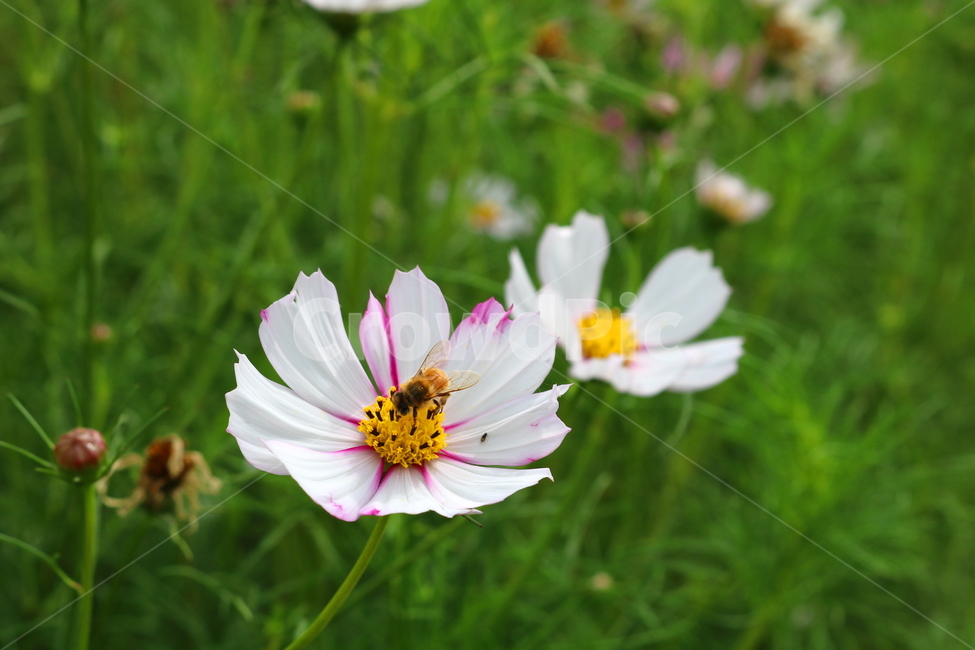 꽃,코스모스,코스모스꽃,식물,국화과,가을,식물,자연,plants,nature,꽃,flower,동물,animal,곤충,벌레,insect,bug