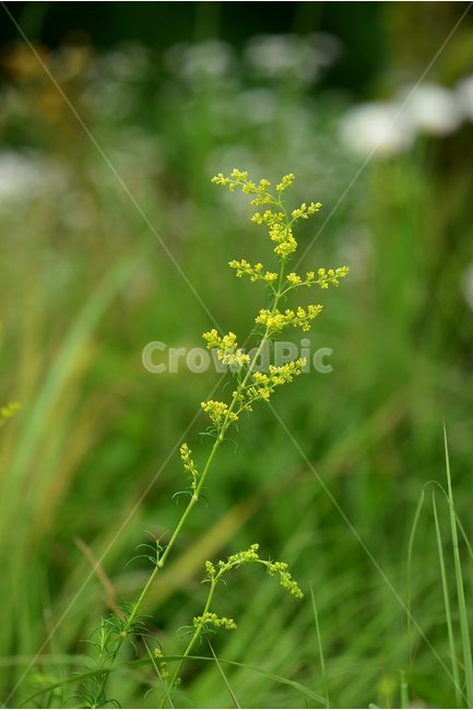 솔나물,야생화,꽃,식물,자연,생태,플라워,flower,plants,nature,식물,자연,plants,nature,꽃,flower