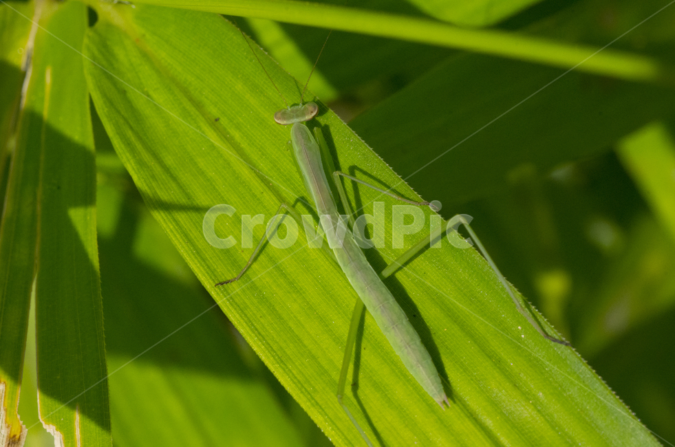 사마귀,곤충,벌레,풀잎,여름,가을곤충,여름곤충,곤충,벌레,insect,bug