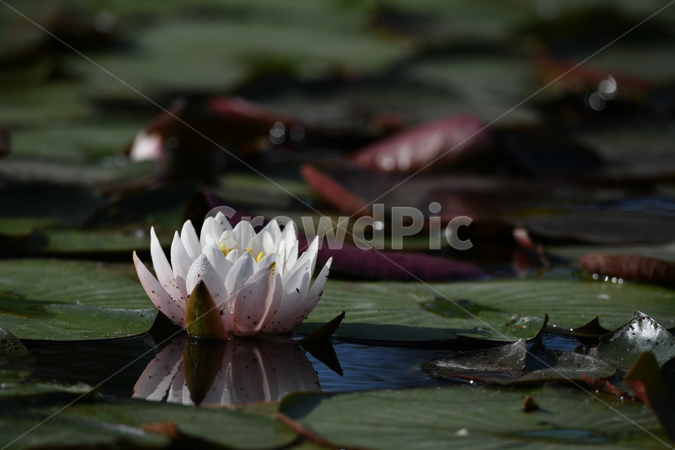 식물,꽃,자연풍경,감성사진,봄,5월,연꽃,연,수련,식물,자연,plants,nature,꽃,flower