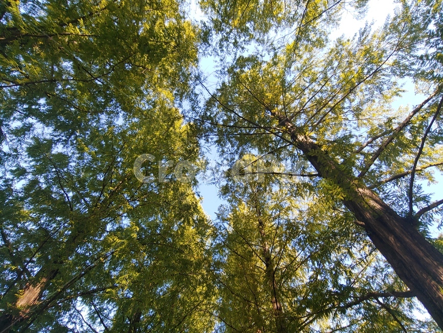나무,식물,나무줄기,treetrunk,tree,식물,자연,plants,nature,나무,trees,wood